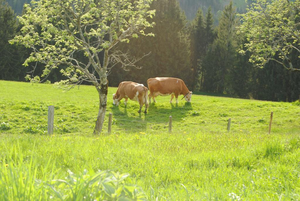 Siedlerhof Apartman Hopfgarten im Brixental Kültér fotó