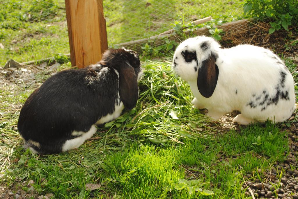 Siedlerhof Apartman Hopfgarten im Brixental Kültér fotó